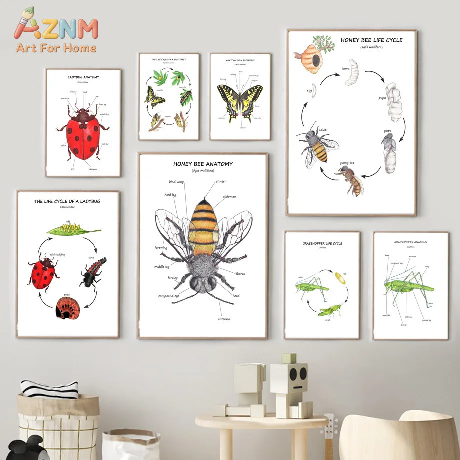 Cartoon Insect Bee Butterfly L - Kids No Education recension och pris