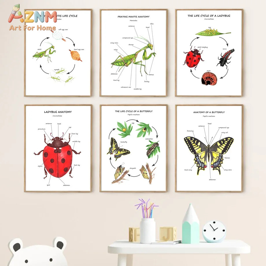 Cartoon Insect Bee Butterfly L - Kids No Education recension och pris